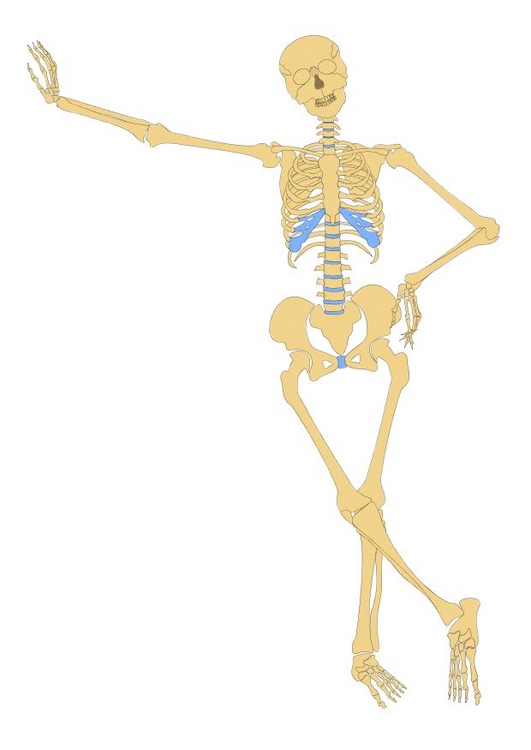 Dibujos para colorear de esqueletos de humano y animales