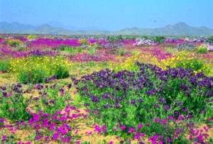 La belleza del Desierto Florido