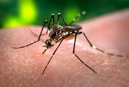 Aedes_aegypti_CDC-Gathany-dengue