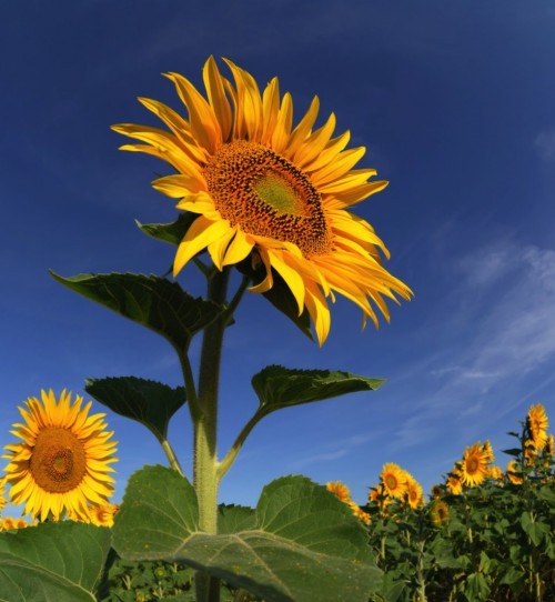 girasol-sunflower